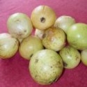 Guavas October garden's picture Guavas October garden's picture